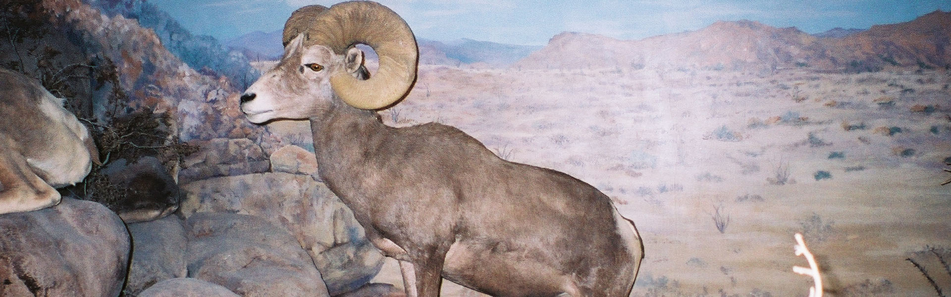 Preserved Bighorn Sheep Taxidermy
