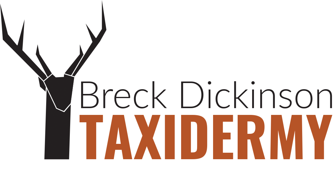 Breck Dickinson Taxidermy